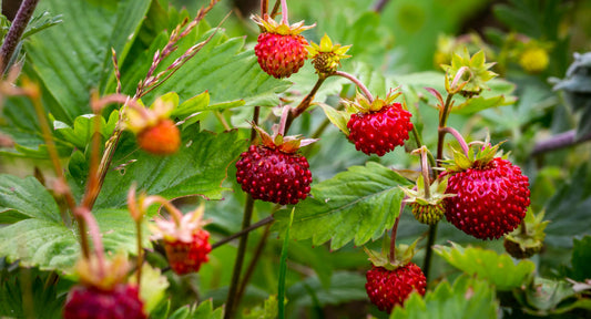 Photo by Petr Ganaj - Wild strawberries have such a unique flavour but they do not grow everywhere, and not always in the necessary quantity! Chef Yann Blanchard to the rescue!